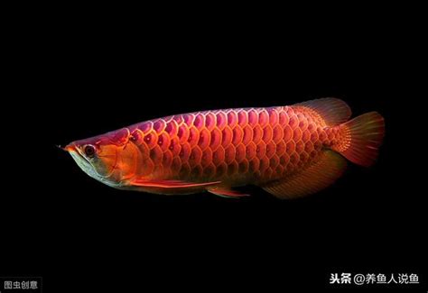 養龍魚|龍魚的飼養管理 